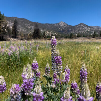 Lupine flowers against Beckwourth Lightning Complex scar in Long Valley