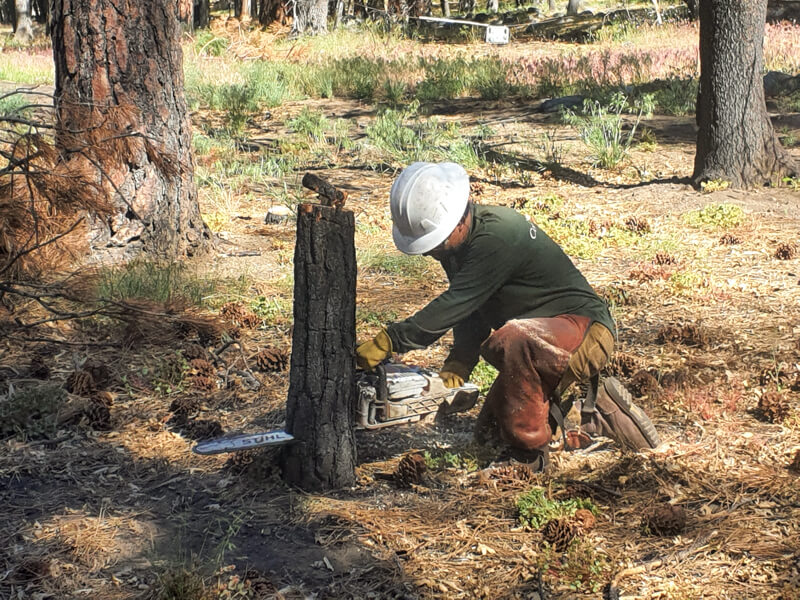 Young adult kneels to finish felling a dead tree in Genessee Valley