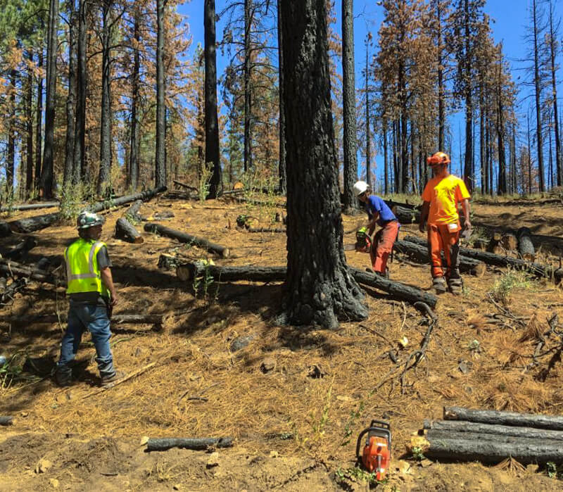Three individuals work on felling dead trees in Sierra Valley