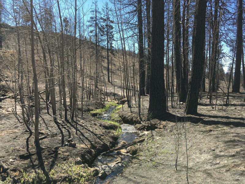 Grove of dead trees with a creek flowing through it