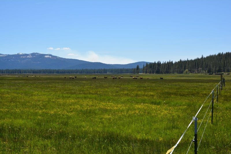 Cattle roam on the meadow at Home Ranch in Lassen County