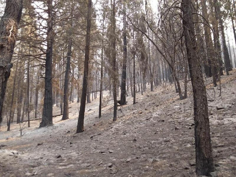 Burnt hillside in Genessee Valley post-Dixie Fire