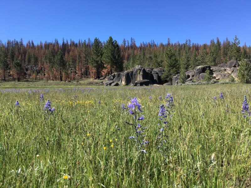 Lupine in a meadow in at Spring Creek Ranch in Sierra Valley