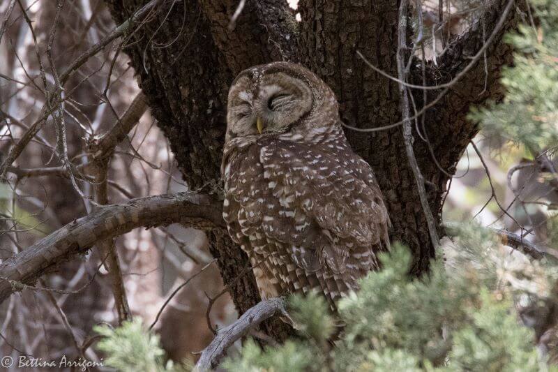 Adult Spotted Owl sleeping in a tree