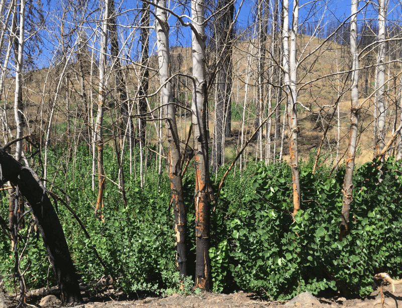 Aspen sprouting at the base of dead trees