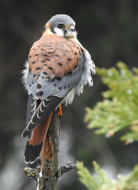 American Kestrel Katie O'Hara