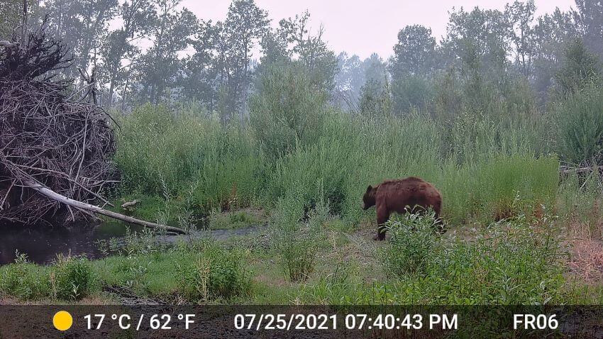 Black bear walks through the Heart K Ranch during the Dixie Fire