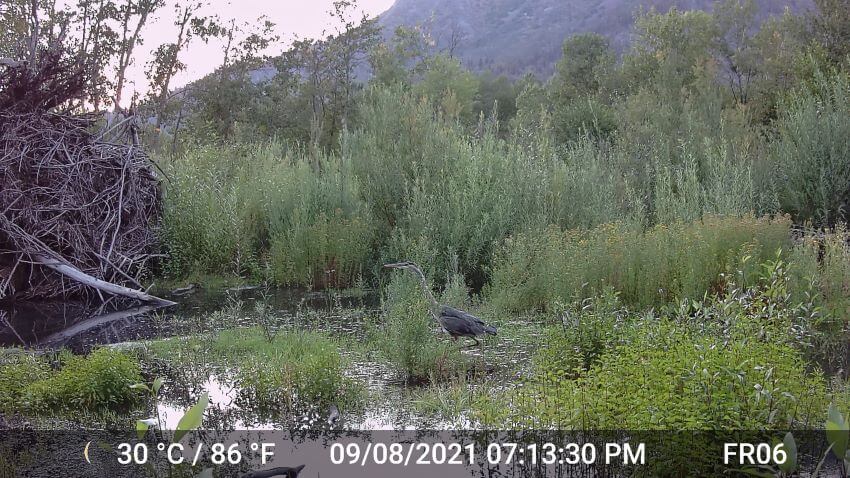 Blue Heron wades at the Heart K Ranch during the Dixie Fire