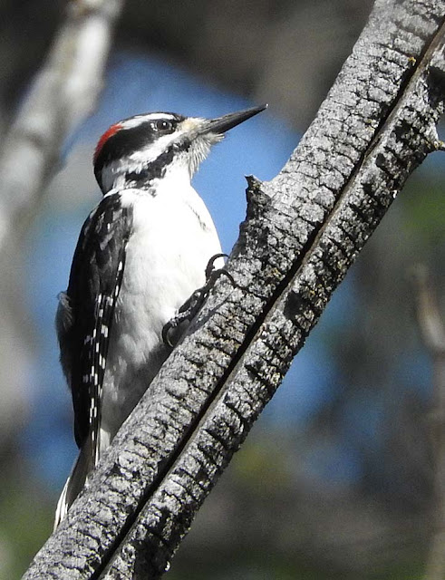 Hairy Woodpecker on branch Katie O'Hara