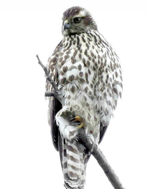 Juvenile Northern Goshawk Katie O'Hara