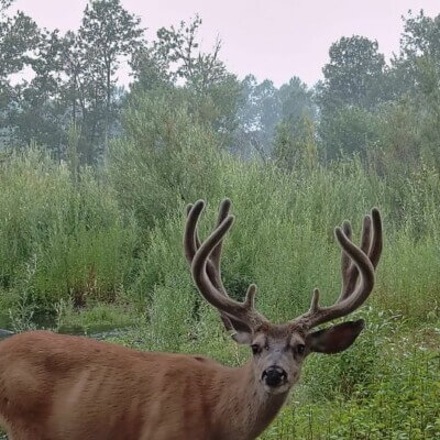 Buck at the Heart K Ranch during Dixie Fire