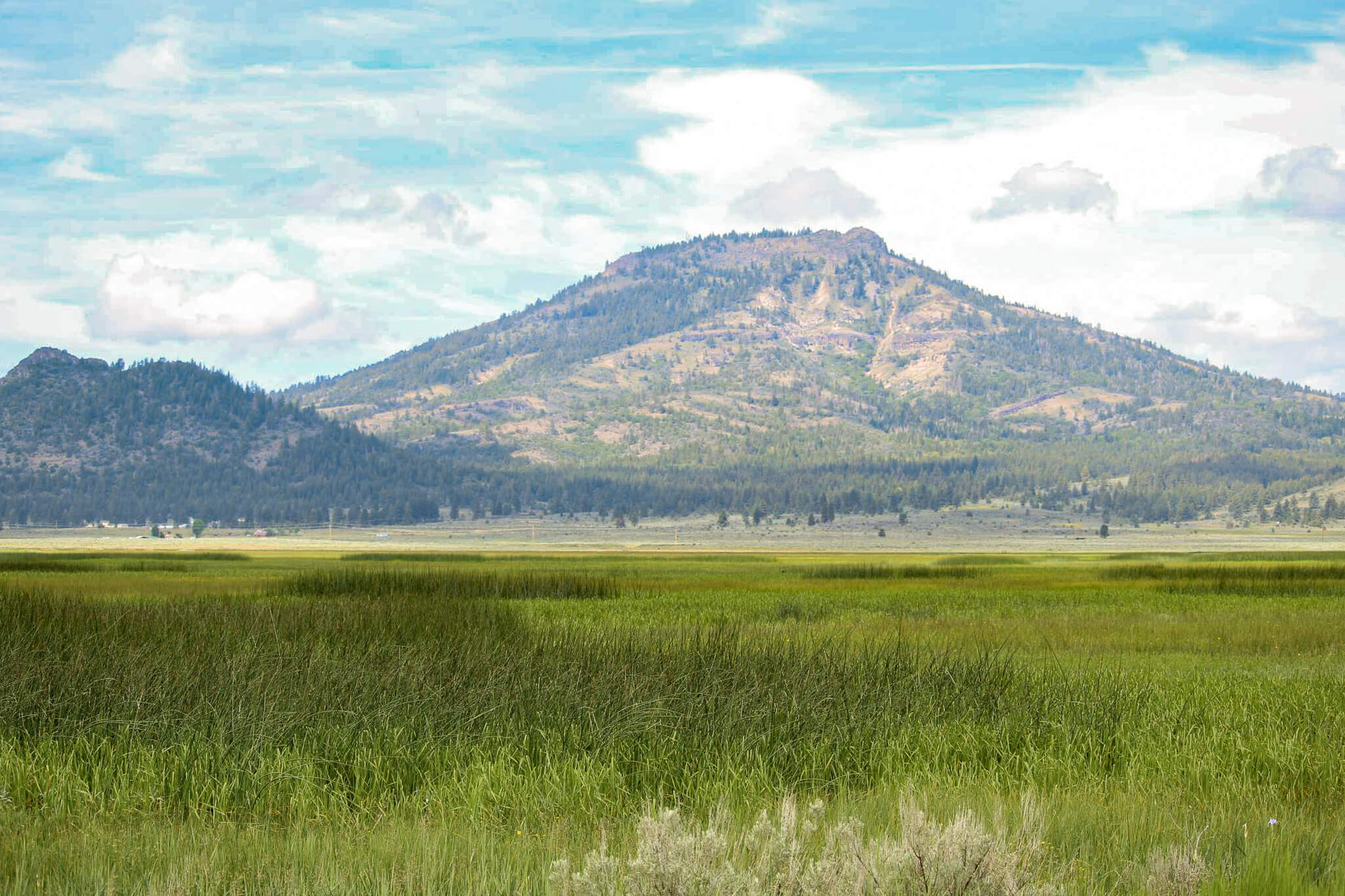 green wetlands in the foreground with Beckwourth Peak in the background in Sierra Valley