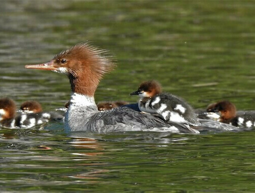 A common merganser family paddles at Lake Almanor