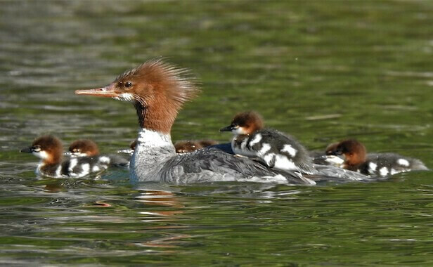 A common merganser family paddles at Lake Almanor