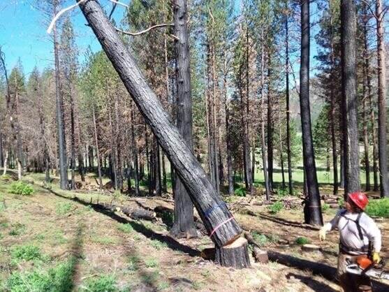 The FRLT Resource Crew fells dead trees burned in the Dixie Fire at the Heart K Ranch